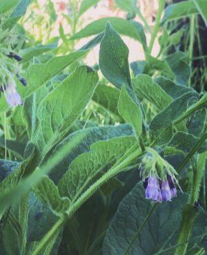 comfrey