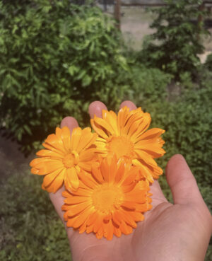 calendula