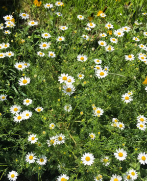 Easy Does It Tincture